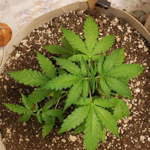13 growlog timeline photo