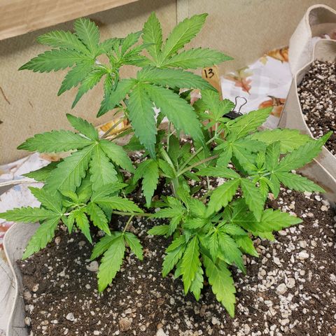 13 growlog timeline photo