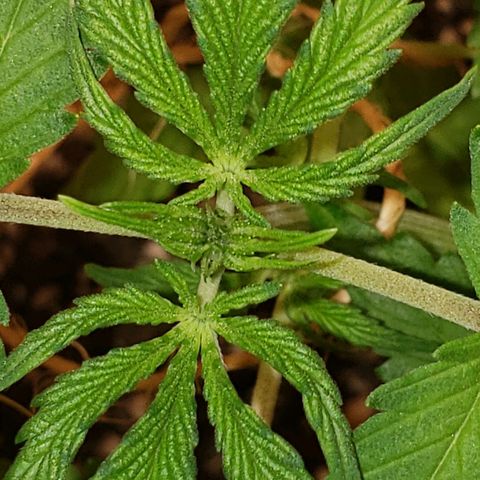 13 growlog timeline photo