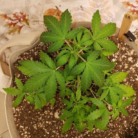 13 growlog timeline photo