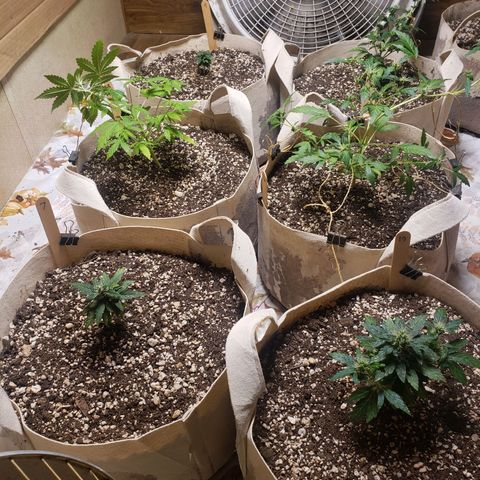13 growlog photo: 9 8
13 12
7 10