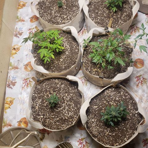 13 growlog photo: 9 8
13 12
7 10