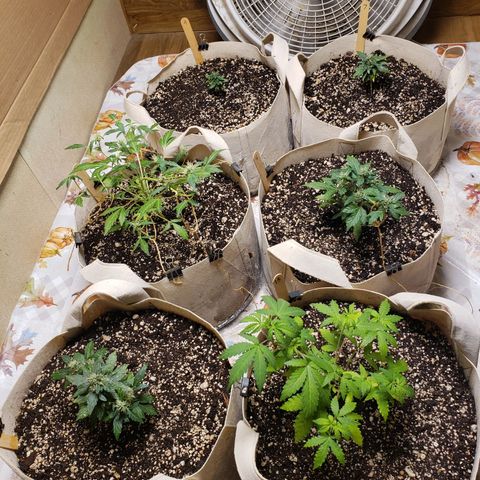 13 growlog timeline photo