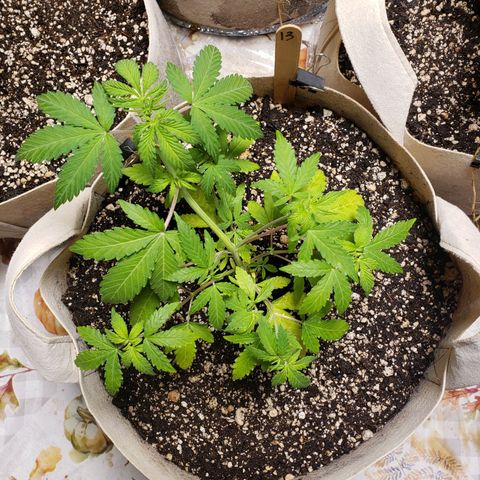 13 growlog timeline photo