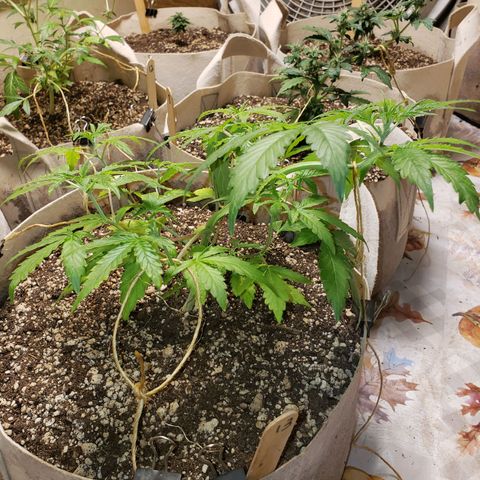 13 growlog timeline photo