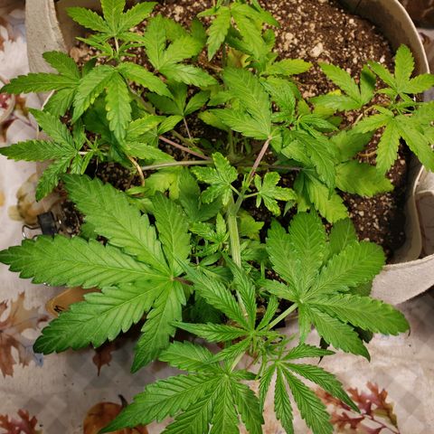 13 growlog timeline photo