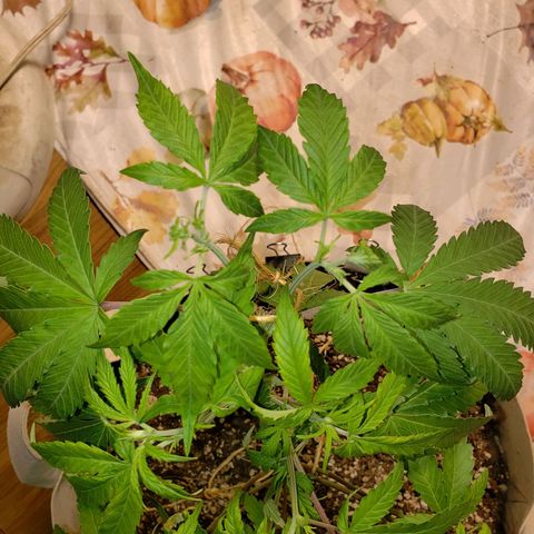 13 growlog timeline photo