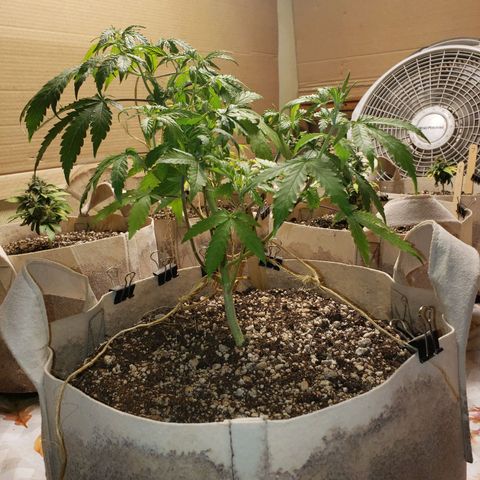 13 growlog timeline photo