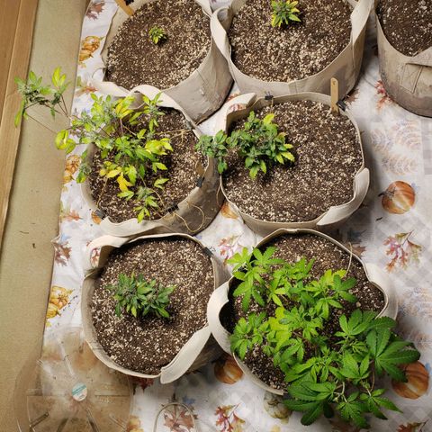 13 growlog timeline photo
