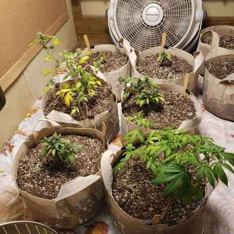 13 growlog timeline photo