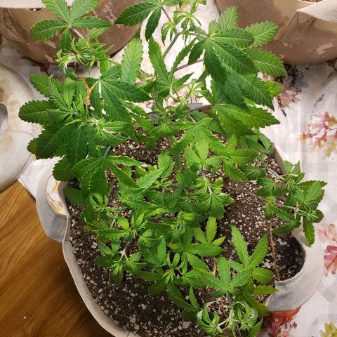 13 growlog timeline photo