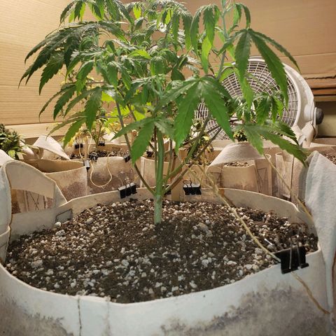 13 growlog timeline photo