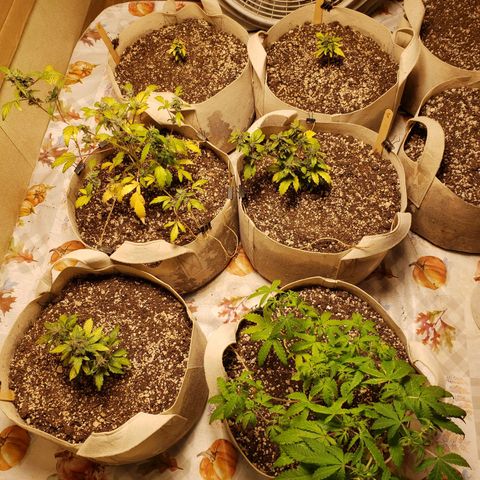 13 growlog timeline photo