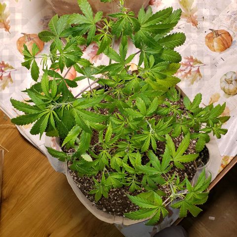13 growlog timeline photo
