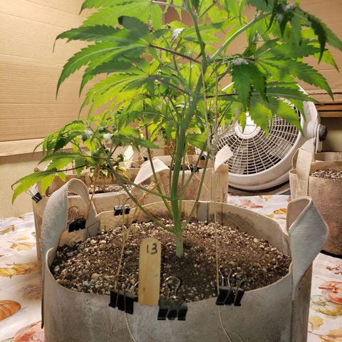 13 growlog timeline photo