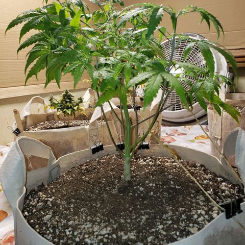 13 growlog timeline photo