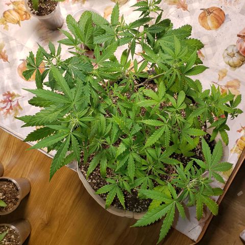 13 growlog timeline photo