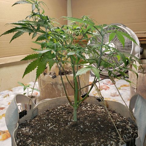 13 growlog timeline photo
