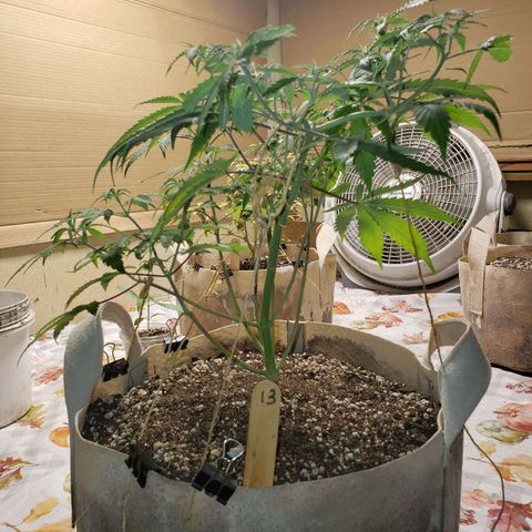 13 growlog timeline photo