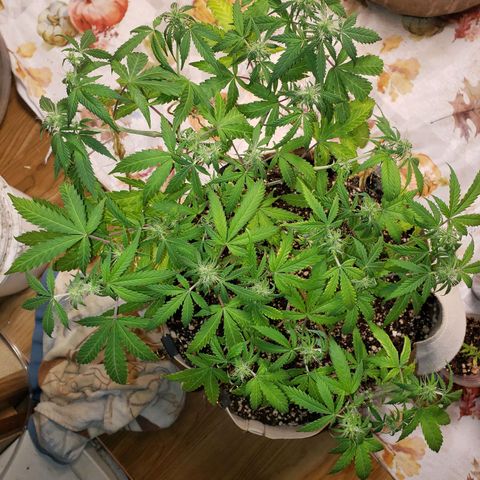 13 growlog timeline photo