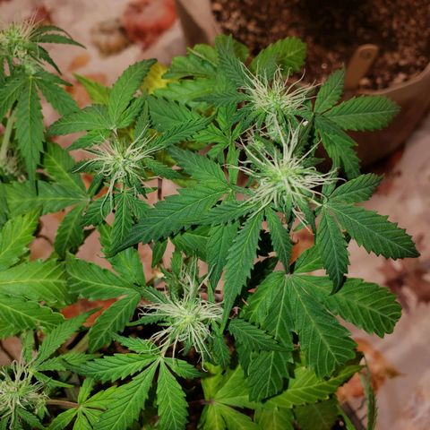 13 growlog timeline photo