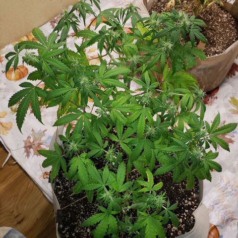 13 growlog timeline photo