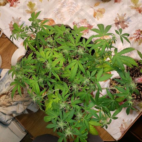 13 growlog timeline photo