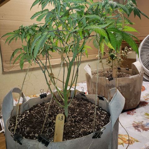 13 growlog timeline photo