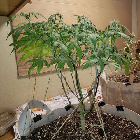 13 growlog timeline photo