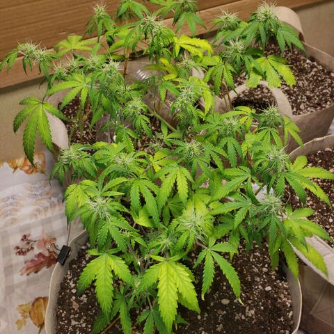 13 growlog timeline photo