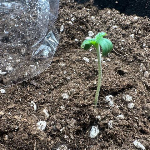 Purple Haze Auto growlog timeline photo