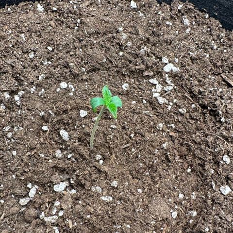Purple Haze Auto growlog timeline photo