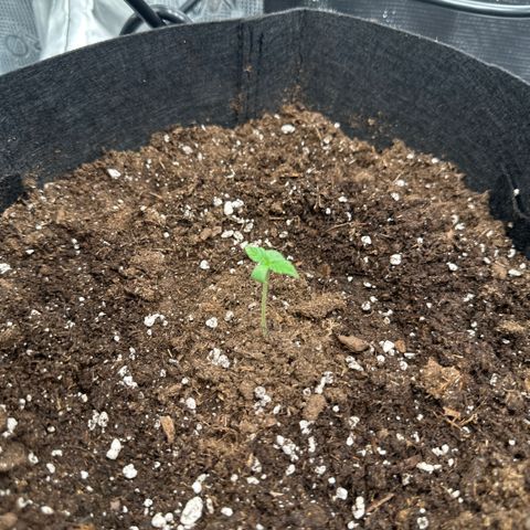 Purple Haze Auto growlog timeline photo