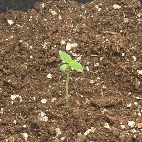 Purple Haze Auto growlog timeline photo