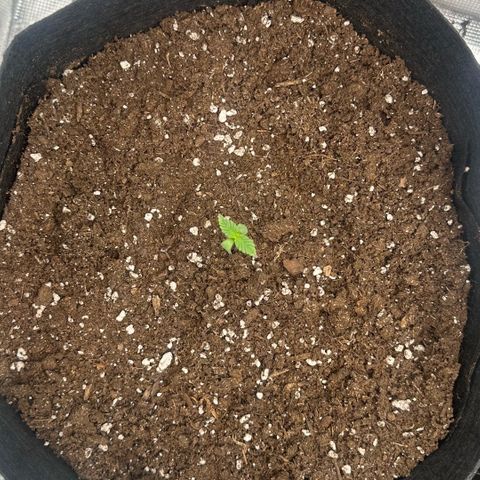 Purple Haze Auto growlog timeline photo