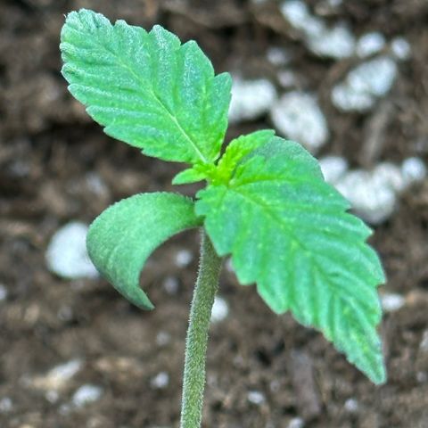 Purple Haze Auto growlog timeline photo