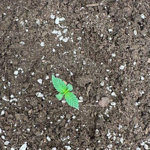 Purple Haze Auto growlog timeline photo