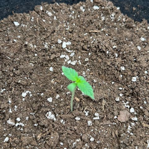 Purple Haze Auto growlog timeline photo