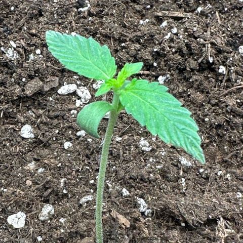 Purple Haze Auto growlog timeline photo