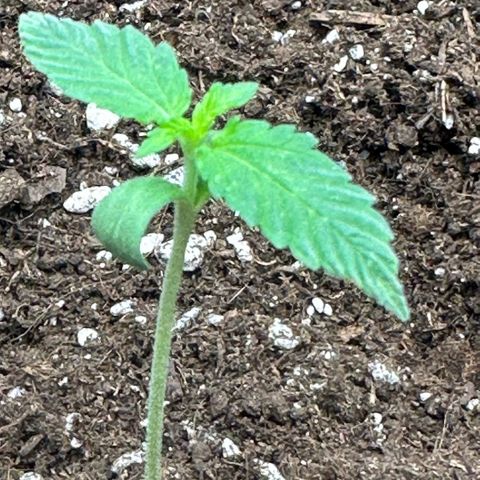 Purple Haze Auto growlog timeline photo
