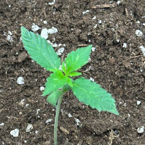 Purple Haze Auto growlog timeline photo