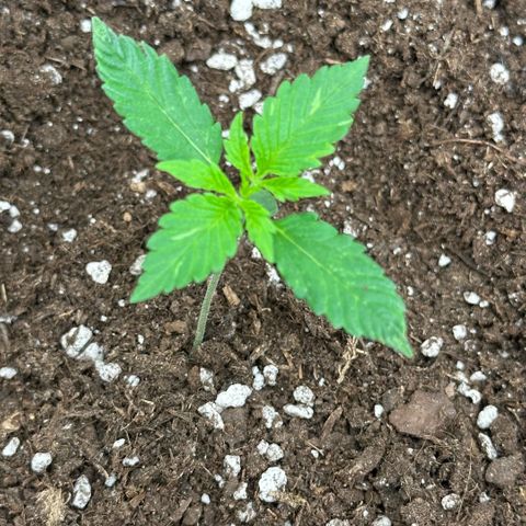 Purple Haze Auto growlog timeline photo