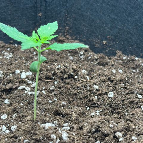 Purple Haze Auto growlog timeline photo