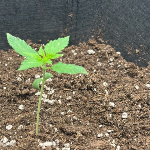 Purple Haze Auto growlog timeline photo