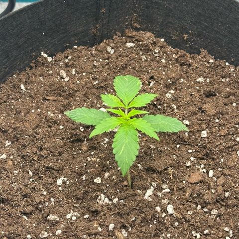 Purple Haze Auto growlog timeline photo