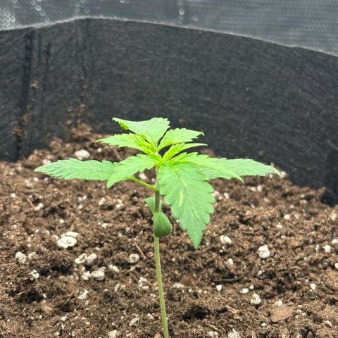 Purple Haze Auto growlog timeline photo