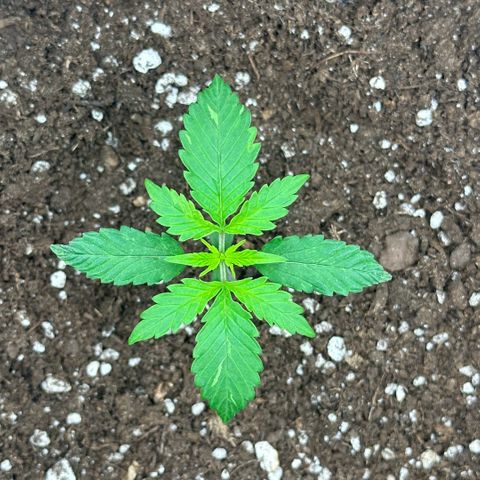 Purple Haze Auto growlog timeline photo