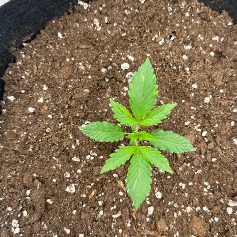 Purple Haze Auto growlog timeline photo