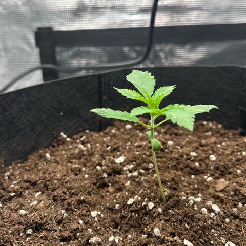Purple Haze Auto growlog timeline photo