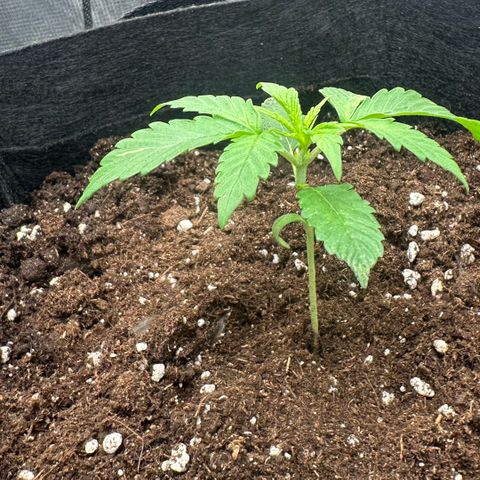 Purple Haze Auto growlog photo: 15:11
